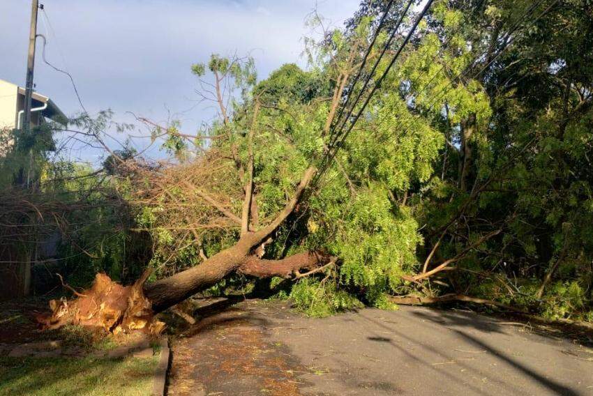 Impacto do Temporal na Quinta-feira - Seis Árvores Caem em Barão Geraldo