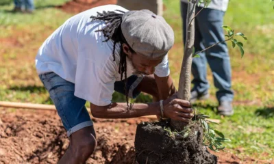 Unicamp Adota Sistema de Vigilância após Atentado Vandalismo contra Baobá