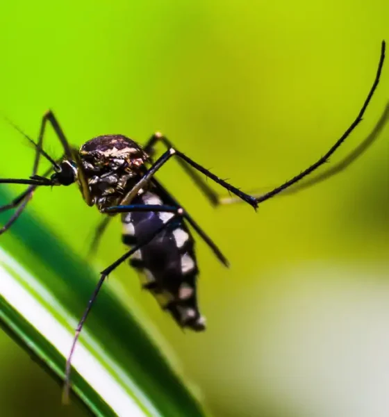 Alerta de Dengue - Conheça os Medicamentos que são Contraindicados