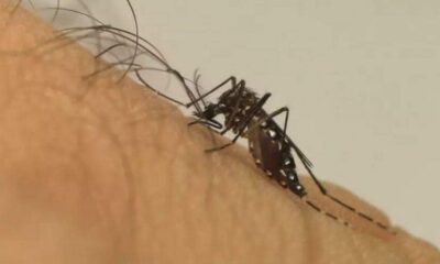 Ministério da Saúde investigando possível primeiro óbito por dengue em Campinas em 2024