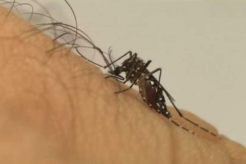 Ministério da Saúde investigando possível primeiro óbito por dengue em Campinas em 2024