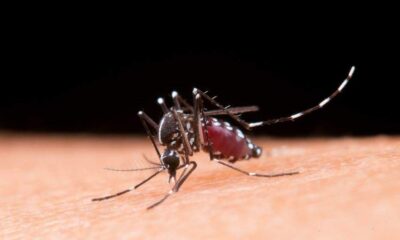 Saúde Distribui Vacinas Contra Dengue para Municípios Sem Casos Há Mais de Um Ano
