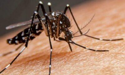Dengue em 2024 - Região de Bauru contabiliza quatro mortes adicionais