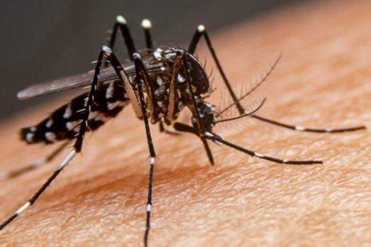 Dengue em 2024 - Região de Bauru contabiliza quatro mortes adicionais