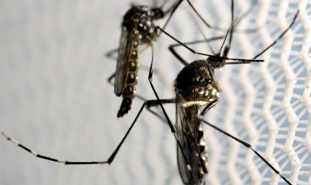 A Dengue em Ascensão - Vinhedo Registra Primeira Fatalidade do Ano