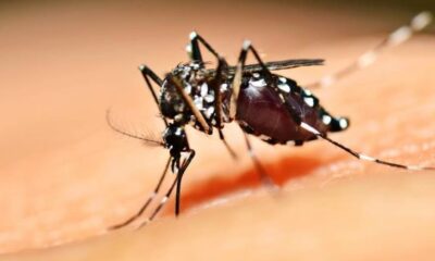 Americana registra segunda fatalidade por dengue em 2024