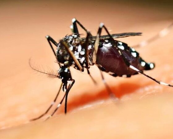 Americana registra segunda fatalidade por dengue em 2024