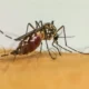 Campinas - A cidade que registra o recorde histórico de casos de dengue