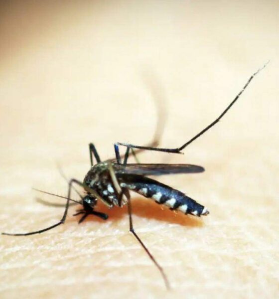 Dengue em 2024 - Campinas atinge a inédita marca de 70 mil casos