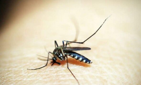 Dengue em 2024 - Campinas atinge a inédita marca de 70 mil casos