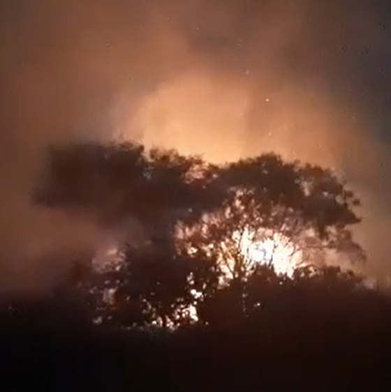 Incêndio Devastador Atinge o Instituto Biológico de Campinas