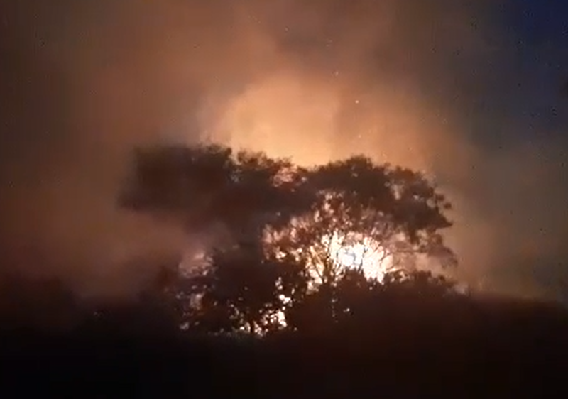 Incêndio Devastador Atinge o Instituto Biológico de Campinas