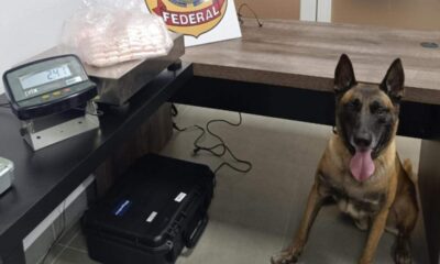Passageiro Detido em Viracopos com 2,4 kg de Cocaína - Uma Análise Completa