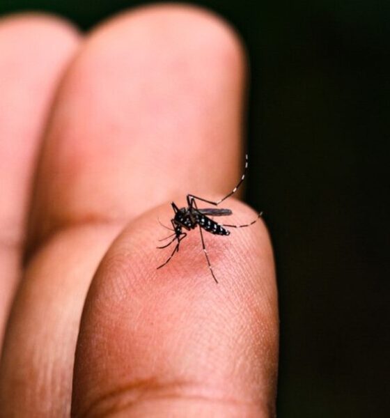 Americana Enfrenta Mais Um Caso Fatal de Dengue em 2024