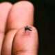 Americana Enfrenta Mais Um Caso Fatal de Dengue em 2024