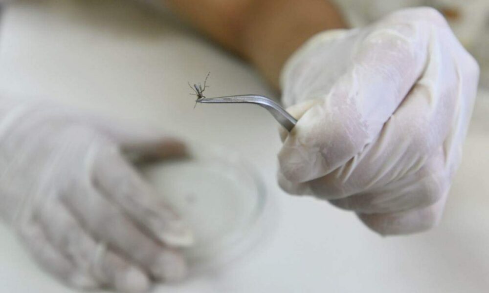 Campinas Enfrenta Grave Surto de Dengue - Mais uma Vida Jovem Perdida