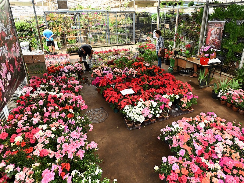 Celebração do Amor Materno - O Mercado de Flores da Ceasa se Prepara para o Dia das Mães