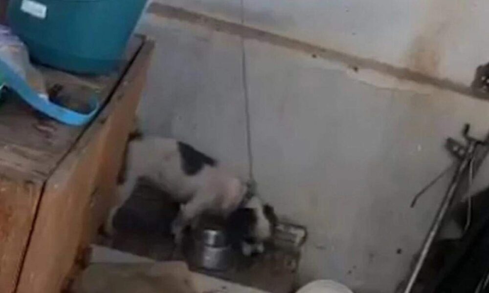 Crueldade Animal em Sumaré - Caso Chocante de Maus-Tratos a Cachorro Resulta em Prisão