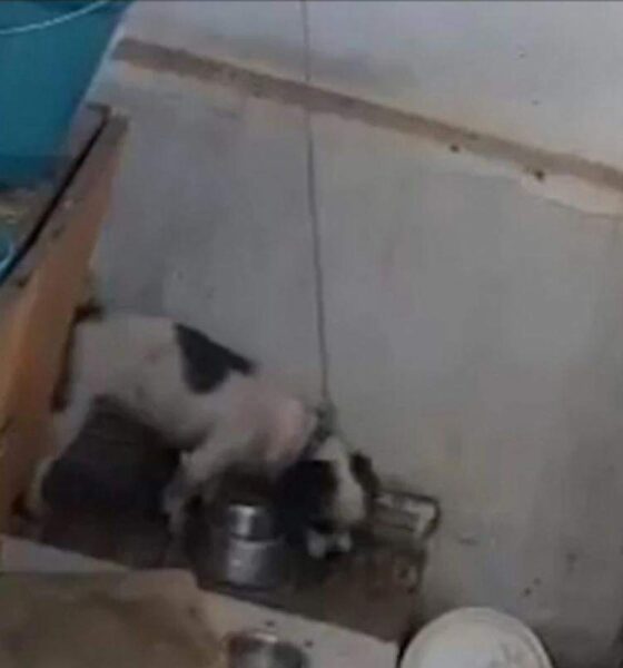 Crueldade Animal em Sumaré - Caso Chocante de Maus-Tratos a Cachorro Resulta em Prisão