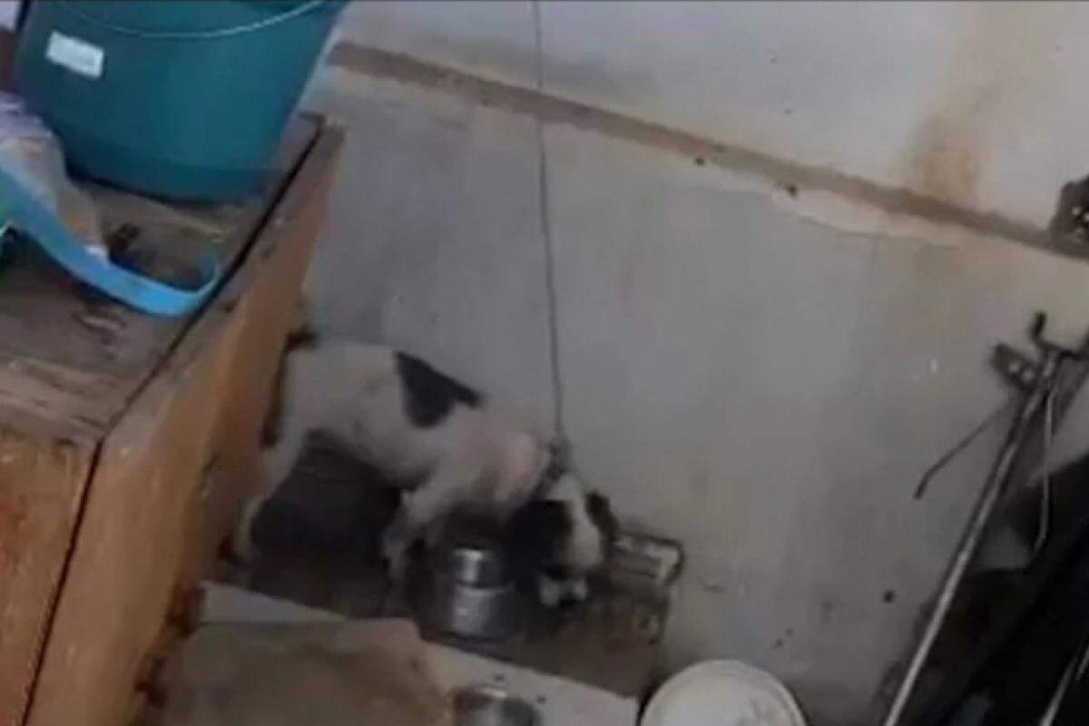 Crueldade Animal em Sumaré - Caso Chocante de Maus-Tratos a Cachorro Resulta em Prisão