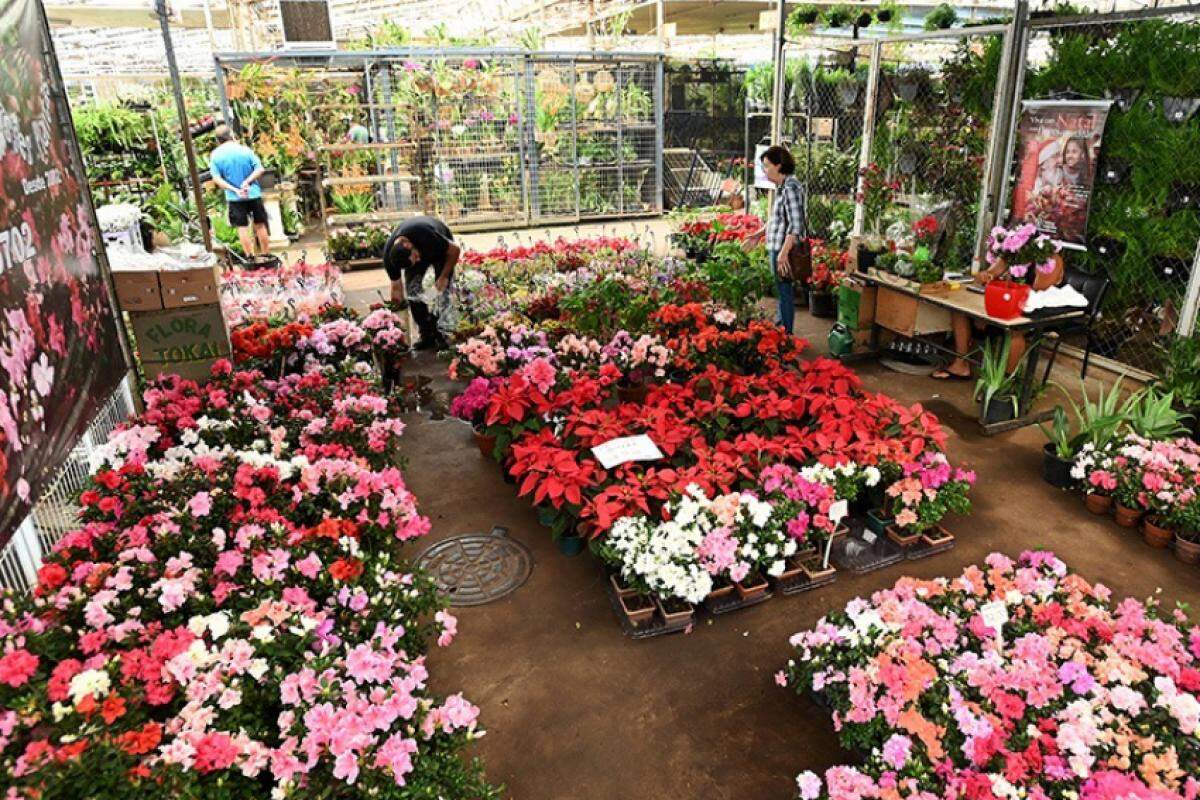 Dia das Mães - Ceasa Campinas Prepara-se para Receber Milhares de Visitantes