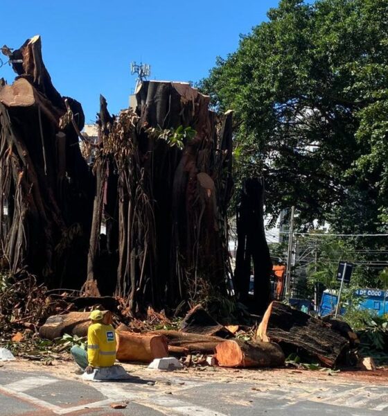 Operação Monumental - A Extração da Icônica Falsa-Seringueira da Praça Mauá em Campinas