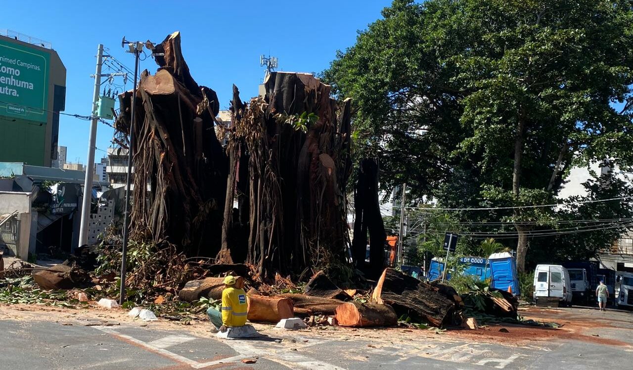 Operação Monumental - A Extração da Icônica Falsa-Seringueira da Praça Mauá em Campinas