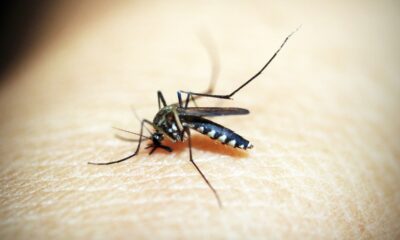 Região Metropolitana de Campinas Enfrenta Grave Surto de Dengue - Mais Uma Vida Ceifada