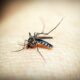 Região Metropolitana de Campinas Enfrenta Grave Surto de Dengue - Mais Uma Vida Ceifada