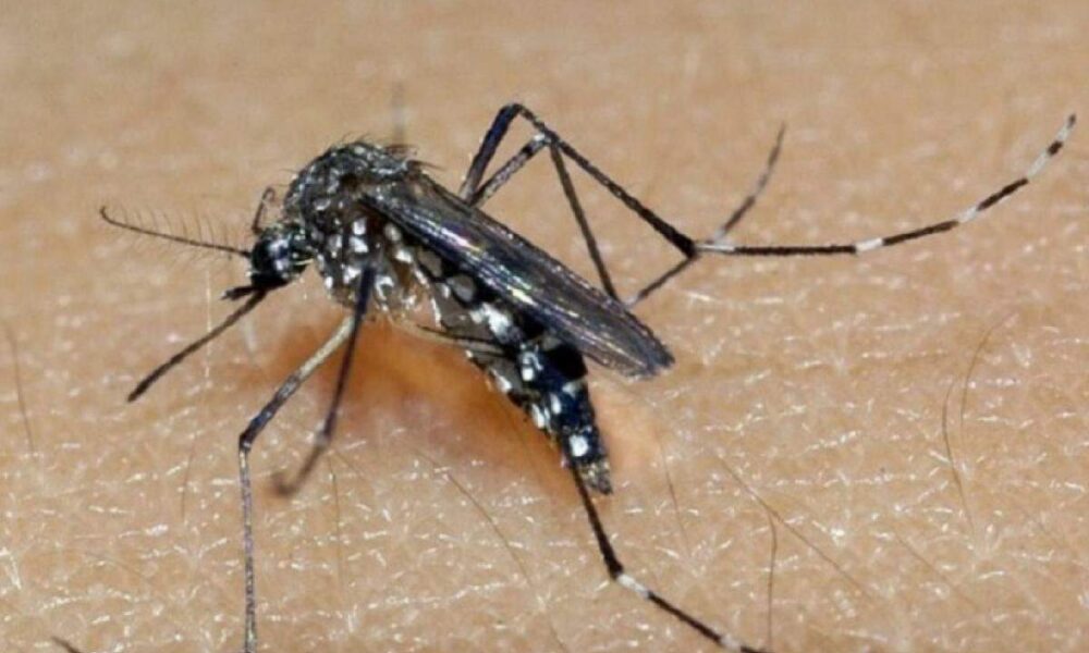 Vinhedo Enfrenta Primeira Fatalidade por Dengue em Quase uma Década