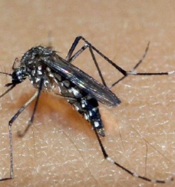 Vinhedo Enfrenta Primeira Fatalidade por Dengue em Quase uma Década