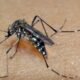 Vinhedo Enfrenta Primeira Fatalidade por Dengue em Quase uma Década
