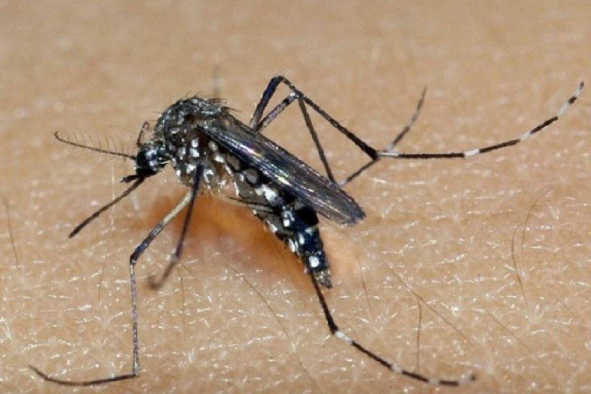 Vinhedo Enfrenta Primeira Fatalidade por Dengue em Quase uma Década