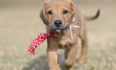 Campinas Acolhe Novo Mascote Canino - Paçoca, o Embaixador Peludinho do Bem-Estar Animal