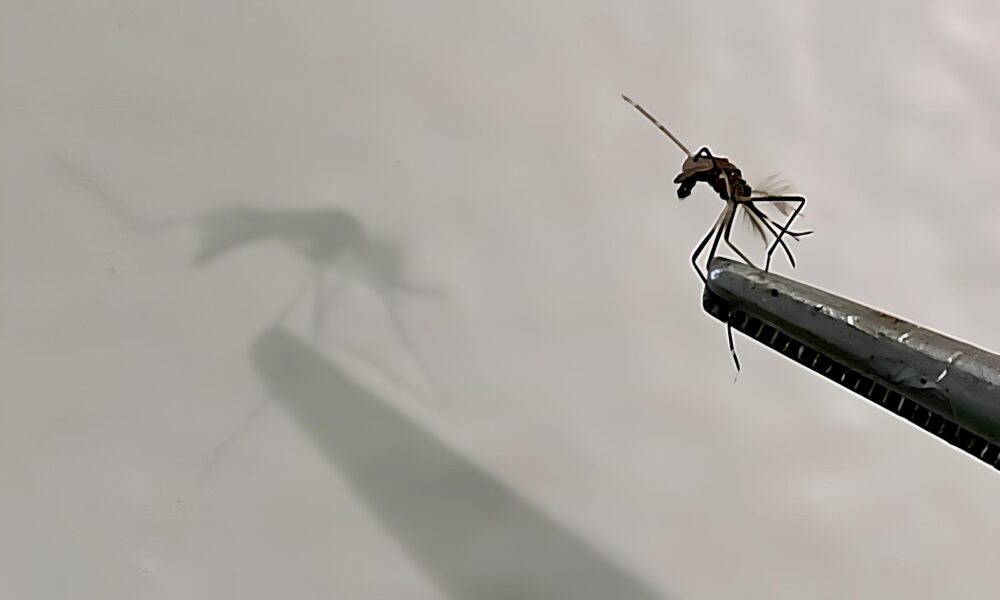 A Dengue em Campinas Como Combater o Surto de 2025 e Proteger Sua Fam lia