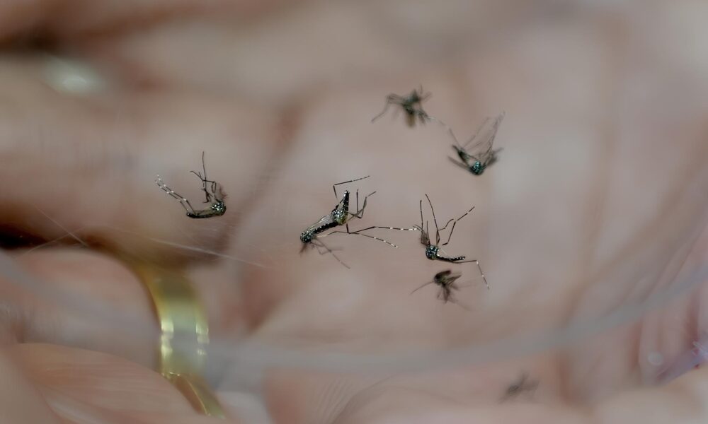 Alerta M ximo 12 Bairros de Campinas Sob Risco Elevado de Dengue Saiba Como Se Proteger e Combater o Aedes Aegypti