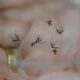 Alerta M ximo 12 Bairros de Campinas Sob Risco Elevado de Dengue Saiba Como Se Proteger e Combater o Aedes Aegypti