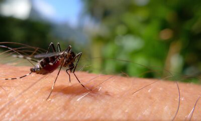 Alerta M ximo Por Que a Regi o de Campinas Est no Centro da Epidemia de Febre Amarela em 2025
