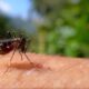 Alerta M ximo Por Que a Regi o de Campinas Est no Centro da Epidemia de Febre Amarela em 2025