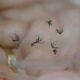 Campinas em Alerta A Dengue Dispara e J Soma Mil Casos Confirmados