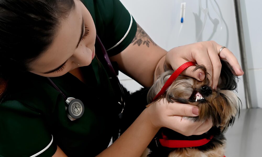 Ir para conte do Como o Consult rio Veterin rio M vel da Prefeitura de Campinas Est Transformando a Sa de Animal na Cidade