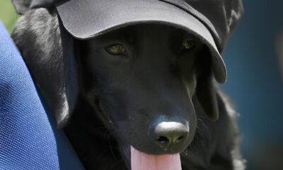 LTIMAS NOT CIAS CAMPINAS E REGI O Descubra o Futuro Nome do Novo Labrador do Canil da Guarda Municipal