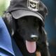 LTIMAS NOT CIAS CAMPINAS E REGI O Descubra o Futuro Nome do Novo Labrador do Canil da Guarda Municipal