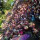 Pr Carnaval em Campinas 2025 Confira a Programa o Completa e Dicas para Curtir com Seguran a