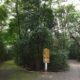 Tr gua nas Chuvas Parques de Campinas Reabrem e a Cidade Respira Al vio