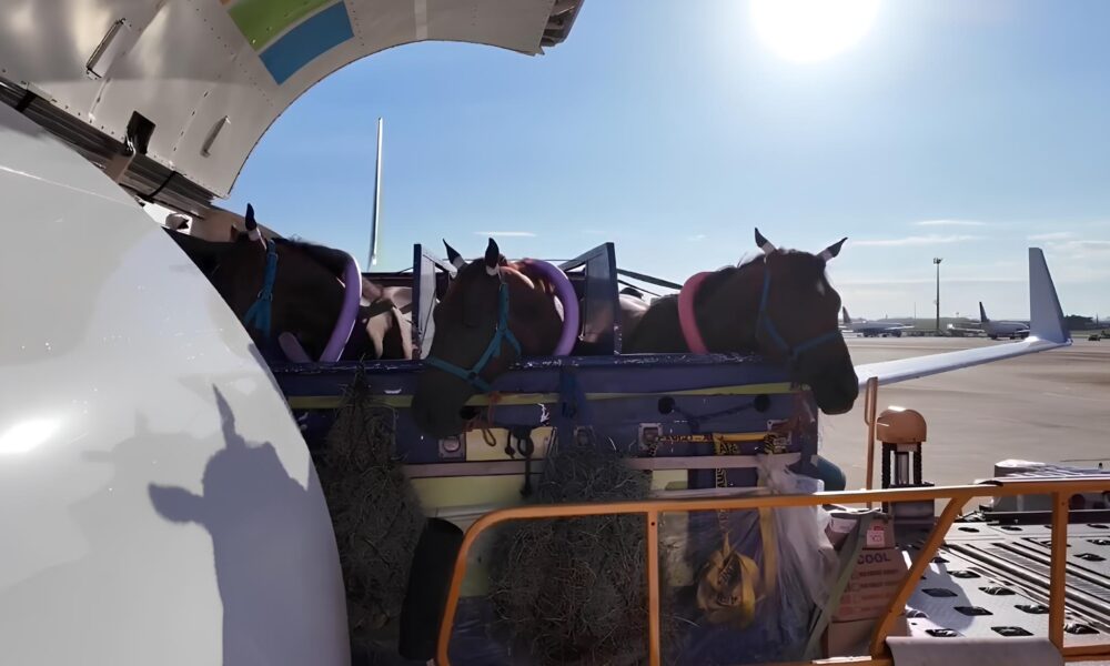 Voo Inusitado Como um Boeing 737 Transportou Cavalos de Campinas a Manaus