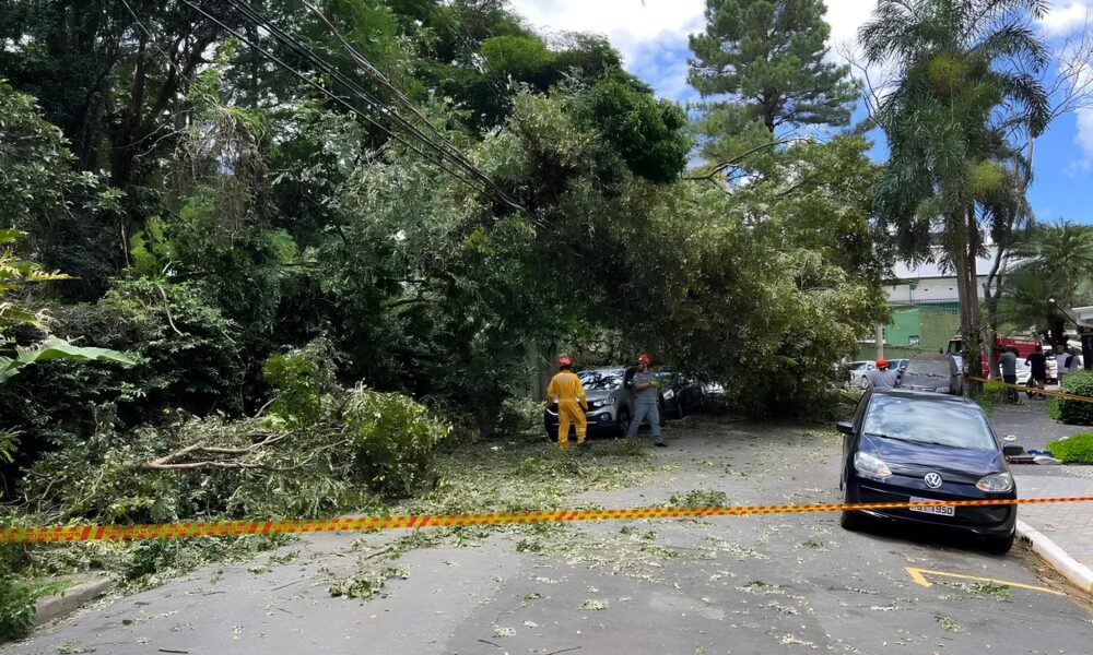 rvore Cai e Ataca Carros no Guarani O Que Aconteceu e Como Isso Pode Acontecer Com Voc