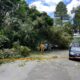 rvore Cai e Ataca Carros no Guarani O Que Aconteceu e Como Isso Pode Acontecer Com Voc