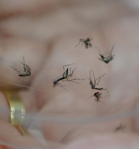 A Epidemia Silenciosa: Como a Dengue Está Afetando Cidades da Região de Campinas 2 A Epidemia Silenciosa Como a Dengue Est Afetando Cidades da Regi o de Campinas
