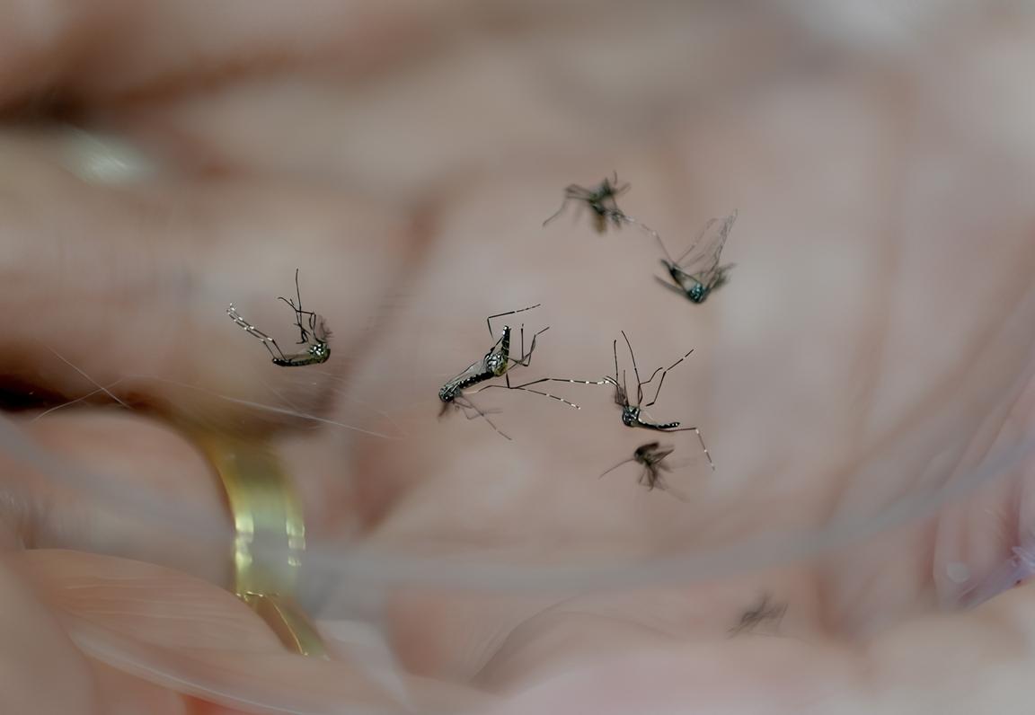 A Epidemia Silenciosa: Como a Dengue Está Afetando Cidades da Região de Campinas 1 A Epidemia Silenciosa Como a Dengue Est Afetando Cidades da Regi o de Campinas